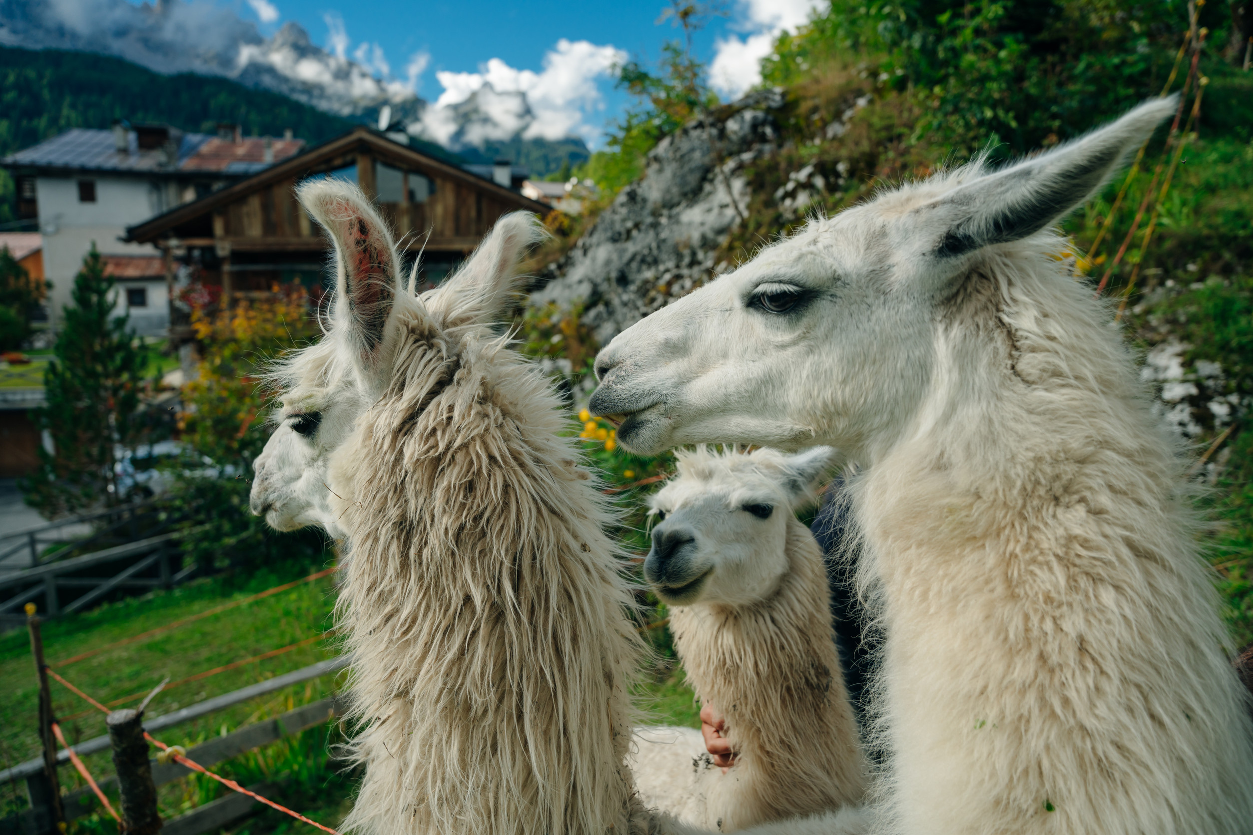 llamas in alpine village, dolomites, italy. High quality photo